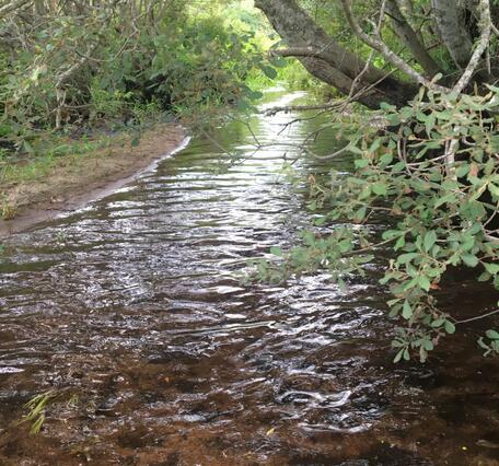 A tree lined stream channel with shallow water flowing over brown substrate