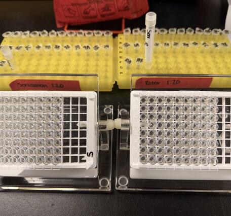 ELISA analysis plates prepared for cyanotoxin analysis, with labeled sample tubes in the background
