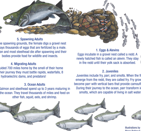 salmon life cycle infographic
