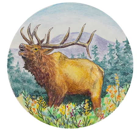Colored pencil illustration of an elk with a forest background