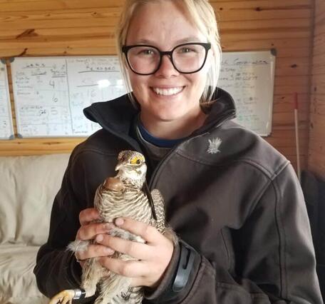 Teige holds a lesser prairie-chicken as part of a capture effort for a conservation translocation. Credit: Nicholas J. Parker