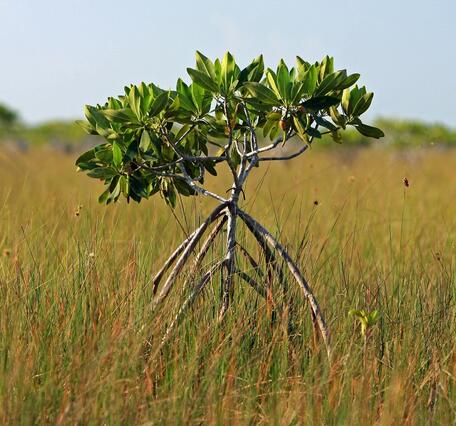Encroaching Mangrove NPS
