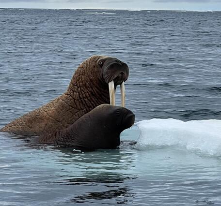 Walrus cow and calf on ice