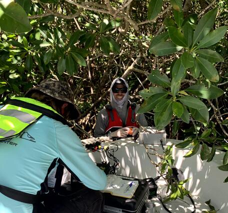Scientists sampling under mangrove trees