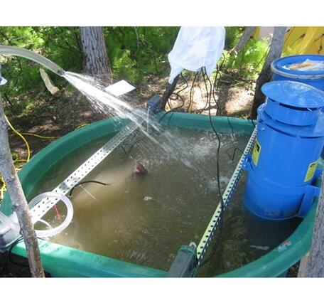A hose sprays water into a green tank with two blue cylinders on the right and a salmon fin visible in the middle of tank