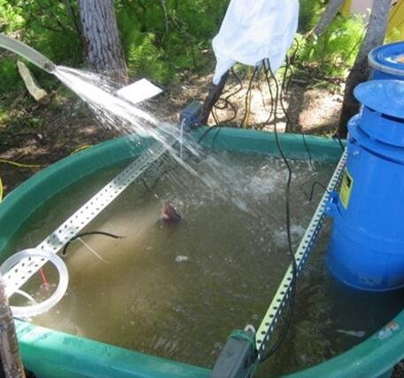A hose sprays water into a green tank with two blue cylinders on the right and a salmon fin visible in the middle of tank