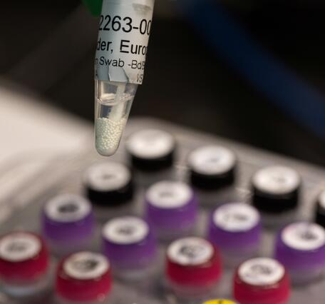 A scientist holds a tube with a skin swab from a salamander.