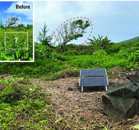 Color photo of before and after images of a solar panel covered and then cleared of plants growing over it. 