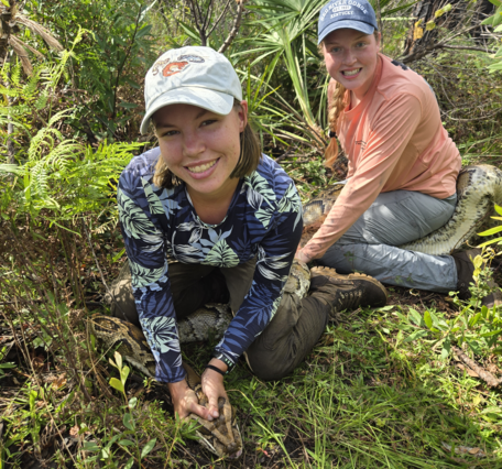 two people hold down a large Burmese python in a forested area