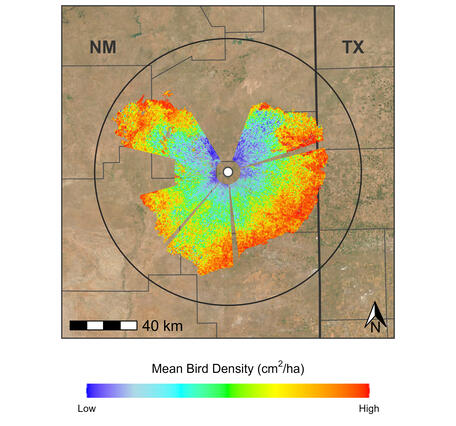 Map shows mean bird stopover density during spring 2025 at the FDX radar at Cannon Air Force Base in New Mexico.