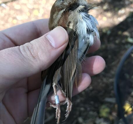 A small brownish bird with a pink bill in the hands of a person that found the bird during a bird collision survey in Newark,