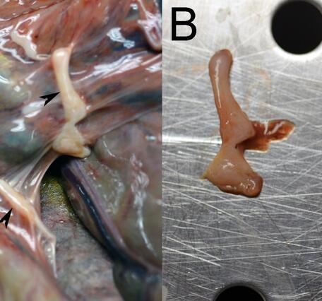Photographs from a Northern Sea Otter (Enhydra lutris kenyoni) from Washington, USA
