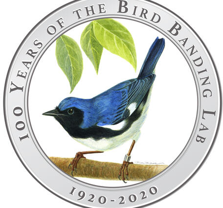 Illustration of a Black-throated Blue Warbler wearing a federal leg band standing, title text surrounds image in circle