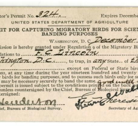 yellowed paper reading "Permit for capturing migratory birds for scientific banding purposes" name, date and permit number