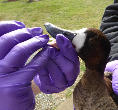 Female Lesser Scaup receiving an oropharyngeal swab.