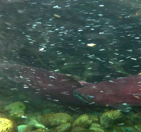 Two red salmon swim 