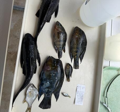 nonnative fish are seen laying on a table