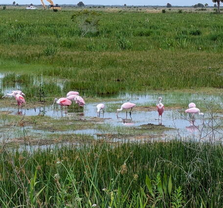 A flock of Roseate Spoonbills stand in shallow water at the TM Goodwin Waterfowl Management Area