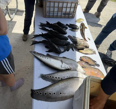 nonnative fish are shown laying on a table as someone standing nearby records the data on a paper on a clipboard