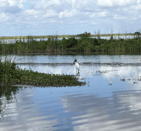 a wood stork stands in shallow water with vegetation, water, and a blue sky with clouds in the background