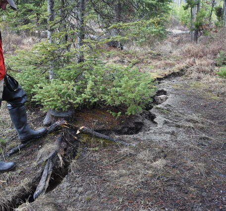 A person stands next to a ground fissure, several feet long and a few inches wide, in a forested area