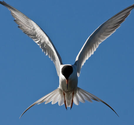 Forster's tern