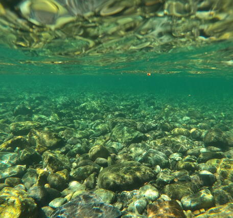 underwater view of river cobbles. Light from the surface illuminates green-blue water