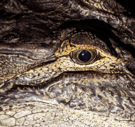 An American alligator eye