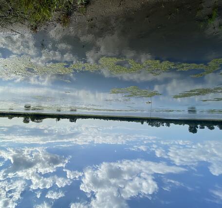 The blue sky is reflected in the water, disrupted by large green algal mats.