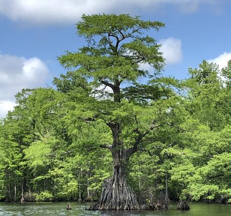 A very tall cyprus tree rises out of the water.  It's trunks spreads into a large fan near the surface.
