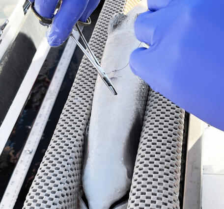 Fish being sutured after an acoustic tag is implanted in the abdomen