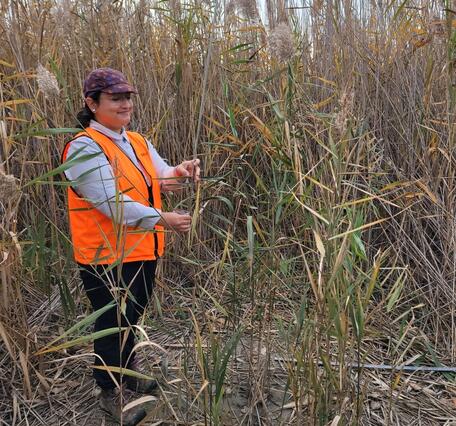 A researcher in a Phragmites stand wearing an orange vest