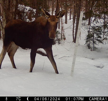 Moose sighting on a trail camera
