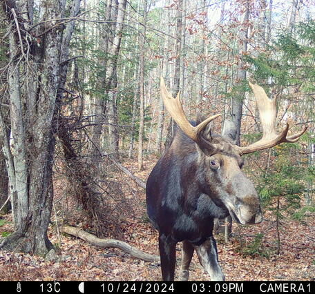 A moose is caught on camera by a trail cam deep in the forest