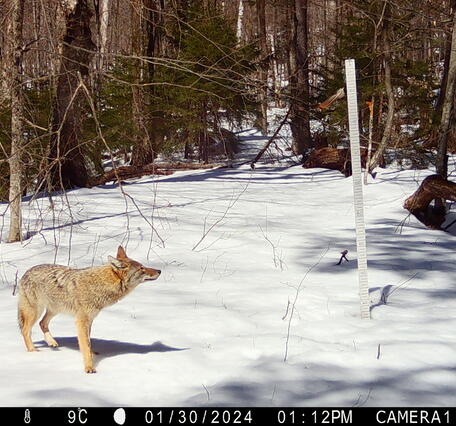 A trail camera records a coyote in the snow-covered woods