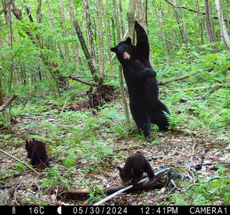A trail camera records a bear standing in the woods with two cubs