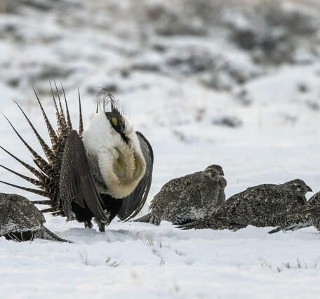 a large greater sage-grouse male stands in the middle of four greater sage-grouse females in the snow