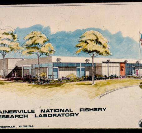 An image of a 1978 postcard showing a drawing of the Gainesville National Fishery Research Laboratory.