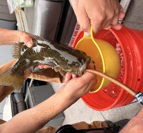 scientist collects diet sample from fish, held over a bucket, a tube is inserted into the fish mouth
