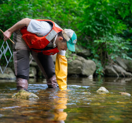 Scientist reaches into stream