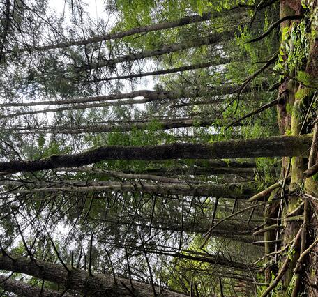 An image of tall trees in a forest.