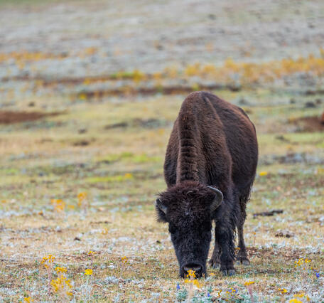 in the foreground, a bison grazes on short grasses. In the background, two bison wallow in dirt.
