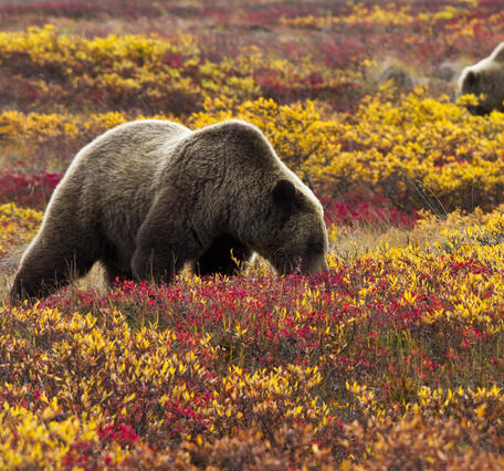three grizzly bears forage in bushes with red and yellow leaves