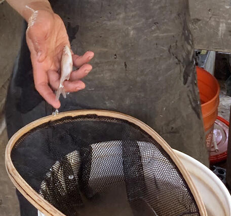 A tiny humpback chub, less than 1 year old, is held in an open palm above a net over a bucket during monitoring