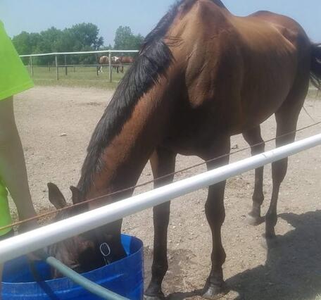 A brown horse and a blue bucket with horses in the background.