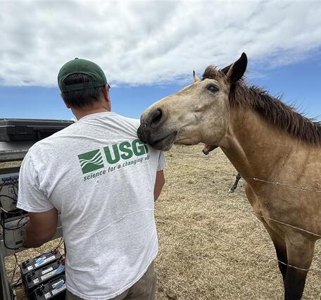 Color photo of a USGS scientists from the back trying to work on a filed station, while a tan horse pushes on his shoulder.