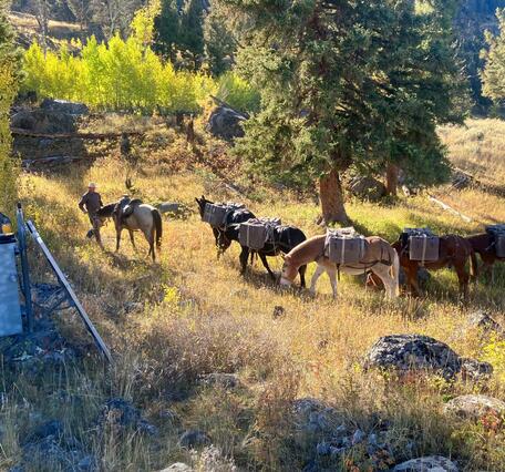 a horse, mules, and one person in a grassy area with trees in the background
