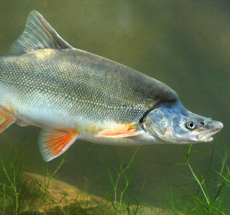 A humpback chub swims past vegetation in the green Colorado River