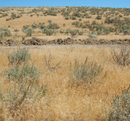 brown grasses fill the gaps between green or leafless shrubs 