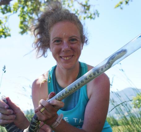 Researcher holding a northern Pacific rattlesnake in a tube. 